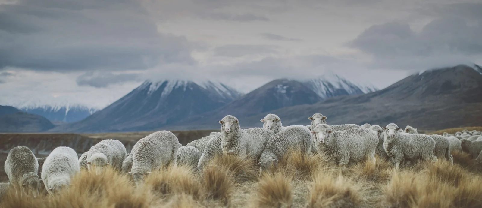 Oi Merino în Noua Zeelandă